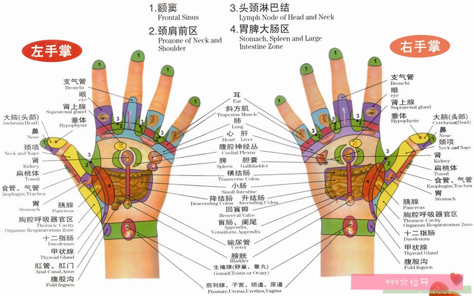 人体手部反射区图片(高清示意图详解)