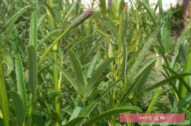 地榆为蔷薇科植物地榆,长叶地榆的根,地榆别名地榆炭,醋地榆,酒地榆