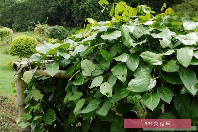 天仙藤的功效:天仙藤为马兜铃科植物马兜铃的茎叶,天仙藤别名都淋藤