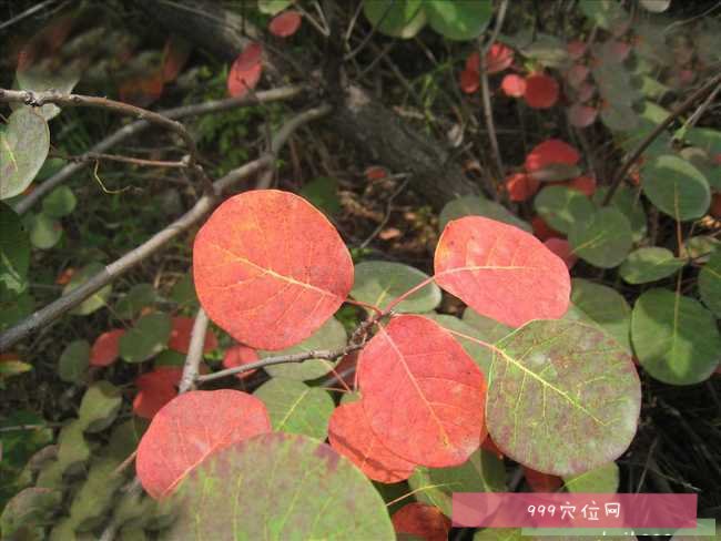 黄栌的功效:黄栌为双子叶植物药漆树科植物黄栌的木材,黄栌别名黄道栌