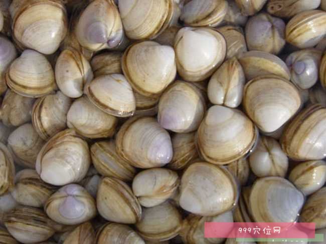 蛤壳蛤壳的副作用功效与作用