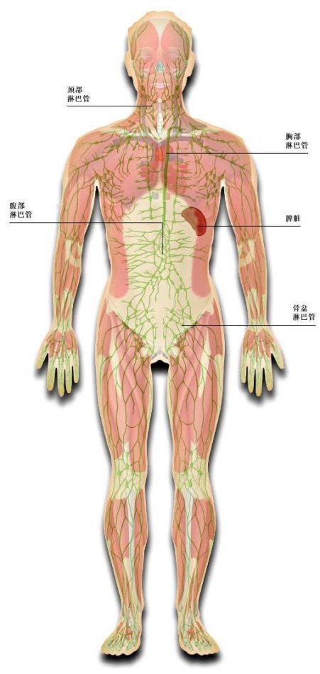 人体淋巴系统分布图淋巴分布