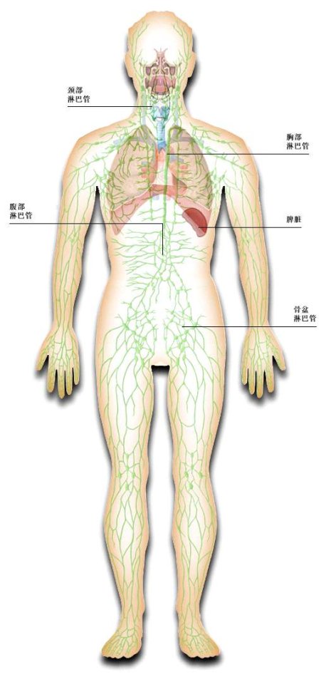 人体淋巴系统分布图淋巴分布