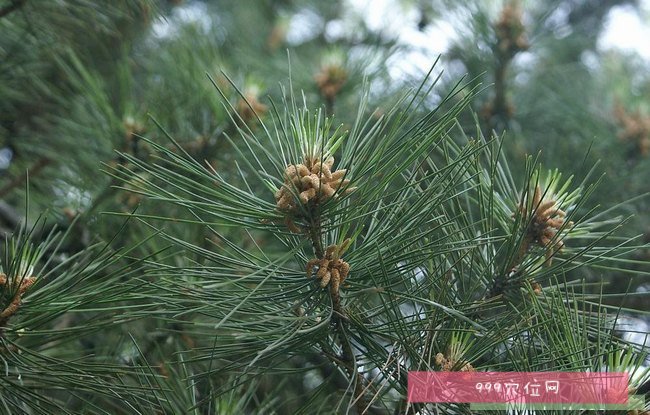 银花的功效与作用点_银花的功效与主治_功效银花作用点是什么