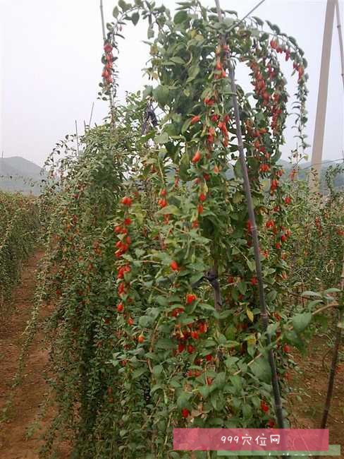 地骨皮地骨皮的副作用功效与作用