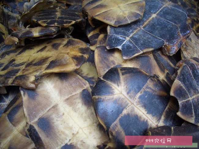 潮汕龟板图片