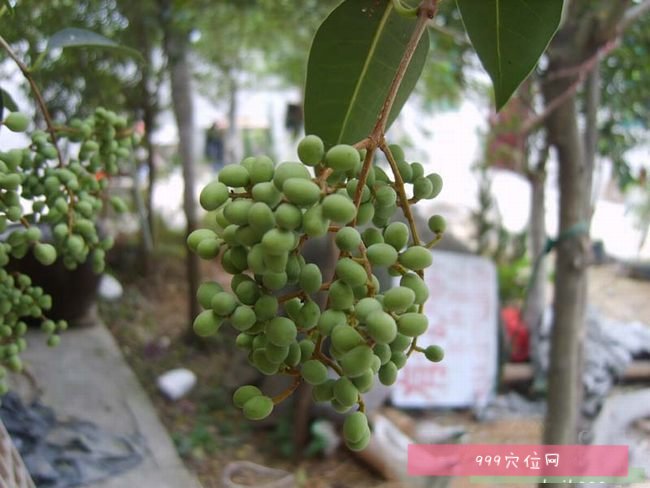 中女貞子中女貞子的副作用功效與作用