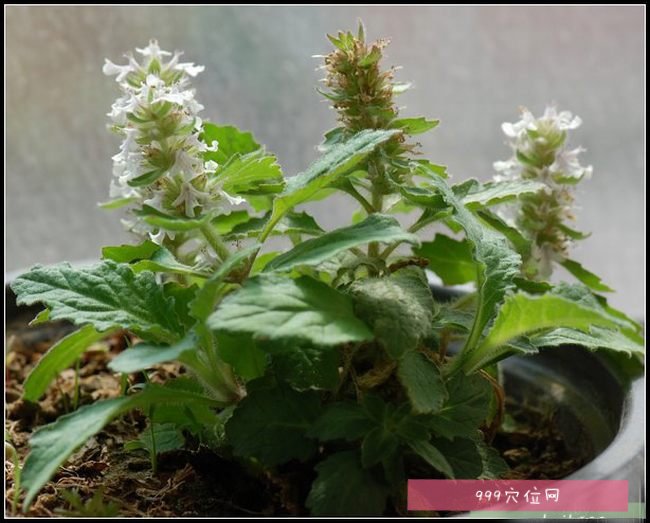 白毛夏枯草白毛夏枯草的副作用功效与作用