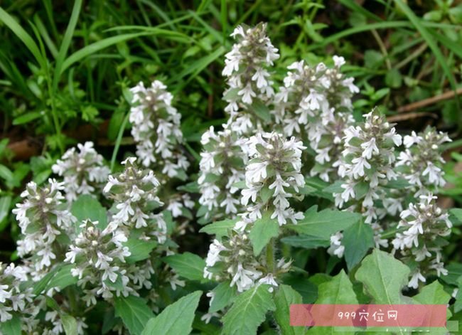 白毛夏枯草白毛夏枯草的副作用功效与作用