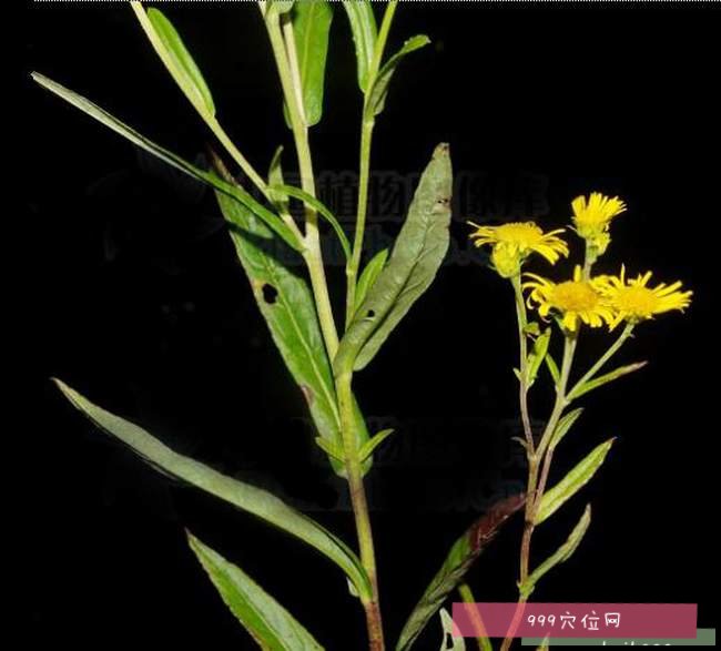 别名白芷胡,旋复梗,黄花草,毛柴胡,黄柴胡,金沸草有散风寒;化痰饮