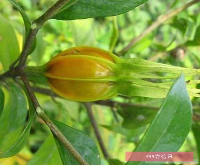 栀子的功效:栀子为双子叶植物药茜草科植物山栀的果实,栀子别名山栀子