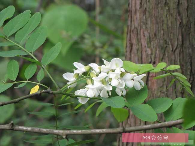 小槐花的功效与作用(小槐花的功效与作用的功能与主治)