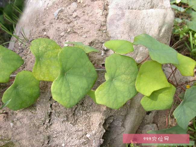 北豆根北豆根的副作用功效與作用