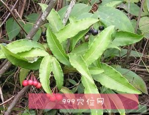 矮莖硃砂根,開喉劍,葉下藏珠,狀元紅,山豆根,鐵雨傘,真珠涼傘,野猴棗