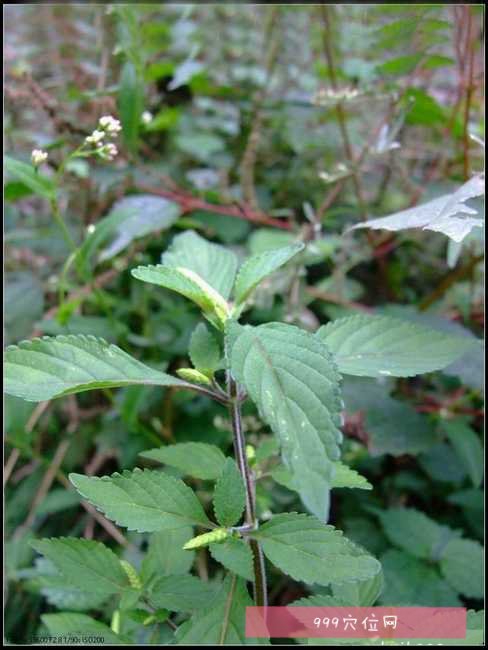 别名:香菜,香茅,香绒,石香茅,石香薷,香茸,紫花香茅,蜜蜂草,香薷,细叶