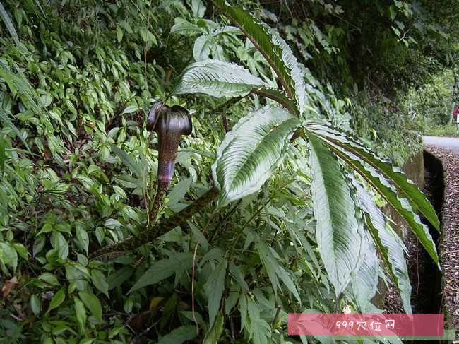 天南星的功效:天南星又名虎掌南星,别名:半夏精,鬼南星,虎膏,蛇芋,野