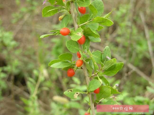 地骨,地辅,地节,枸杞根,苟起根,枸杞根皮,山杞子根,甜齿牙根,红耳堕根