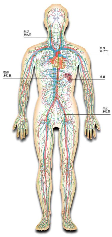 人体淋巴管分布图图片