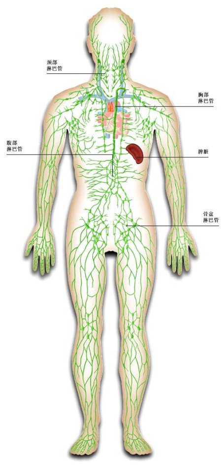 该系统由淋巴管道,淋巴器官,淋巴液组成